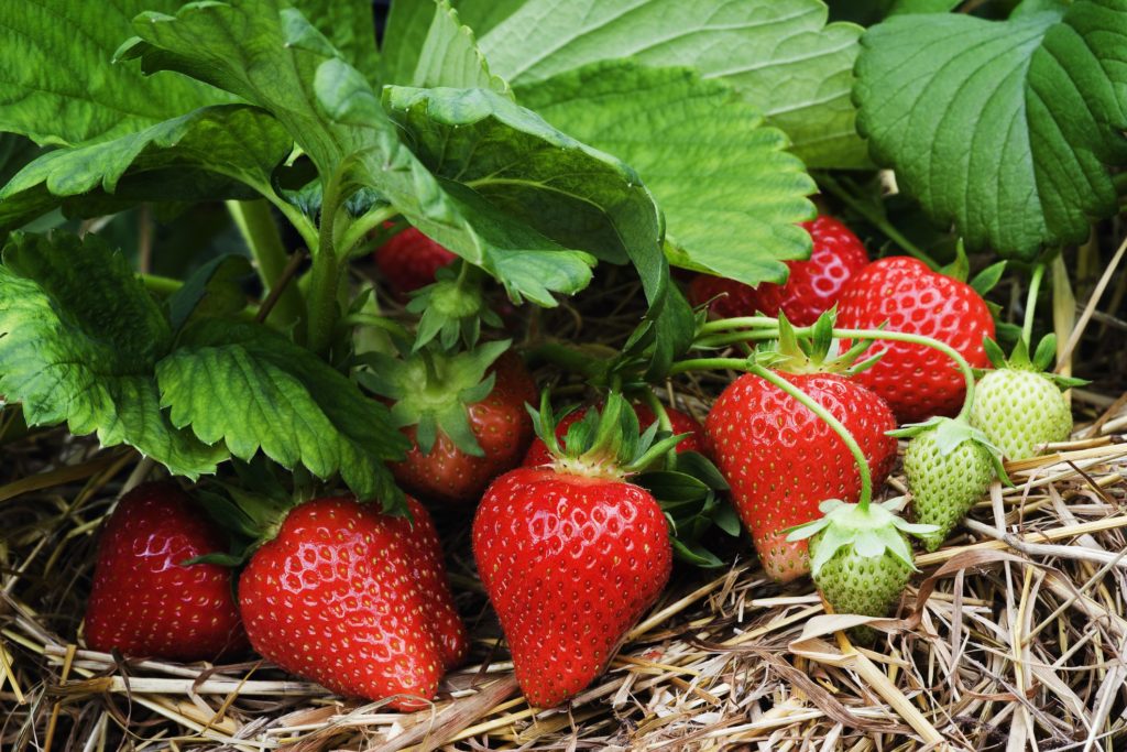 Fraise bio de saison pour nos paniers a composer