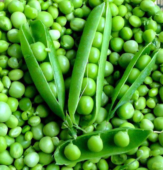 Petit pois bio de saison